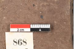 Foto (Detailsansicht) von Quercus palaeoilex Ettingshausen (NHMW-GEO-2024-0188-0868)